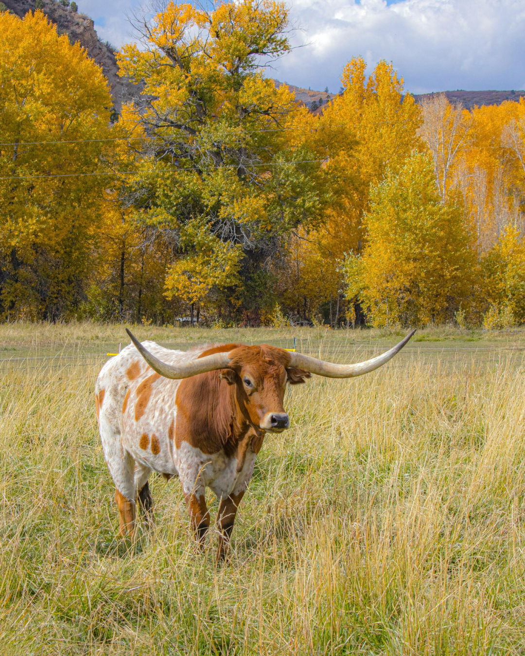 Frankie's Supper Club: A Taste of Texas Autumn | November 22nd - San Antonio