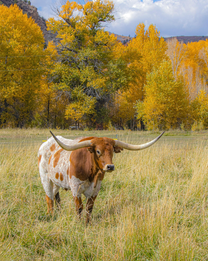 Frankie's Supper Club: A Taste of Texas Autumn | November 22nd - San Antonio