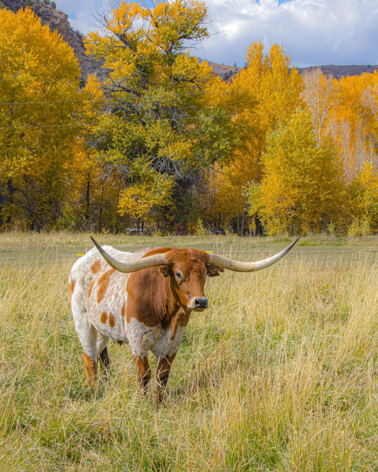 Frankie's Supper Club: A Taste of Texas Autumn | November 22nd - San Antonio