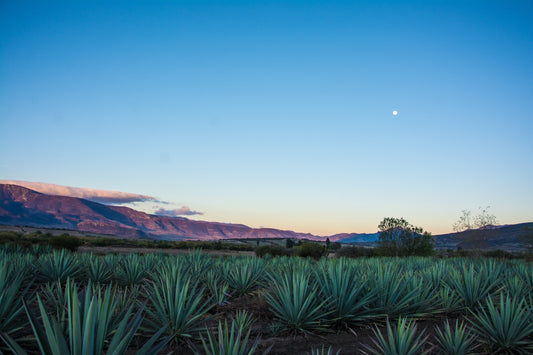 Frankie's Field Trip - Mezcal Amarás (October 4th, 2025)